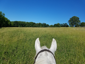 Mainifesting My Beautiful Horse farm